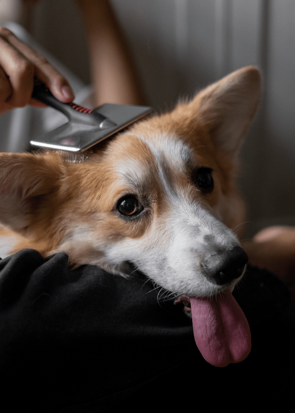 Secrets Your Parents Never Told You About the Best Dog Brush
