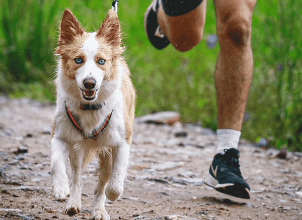 The Best Hands-Free Dog Leash - Keep Your Dog Safe!