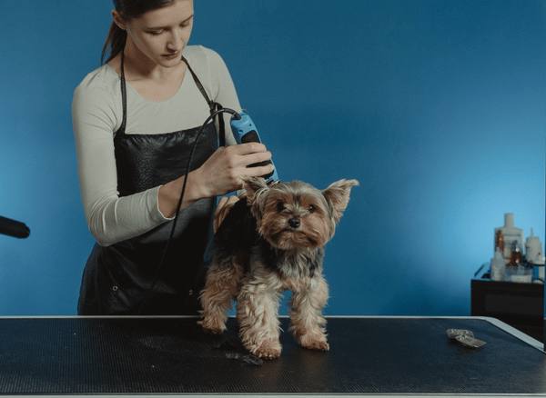 How To Choose The Right Dog Grooming Clippers