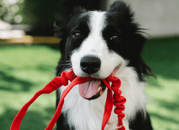 The Best Dog Training Collars for Stubborn Dogs Reviewed
