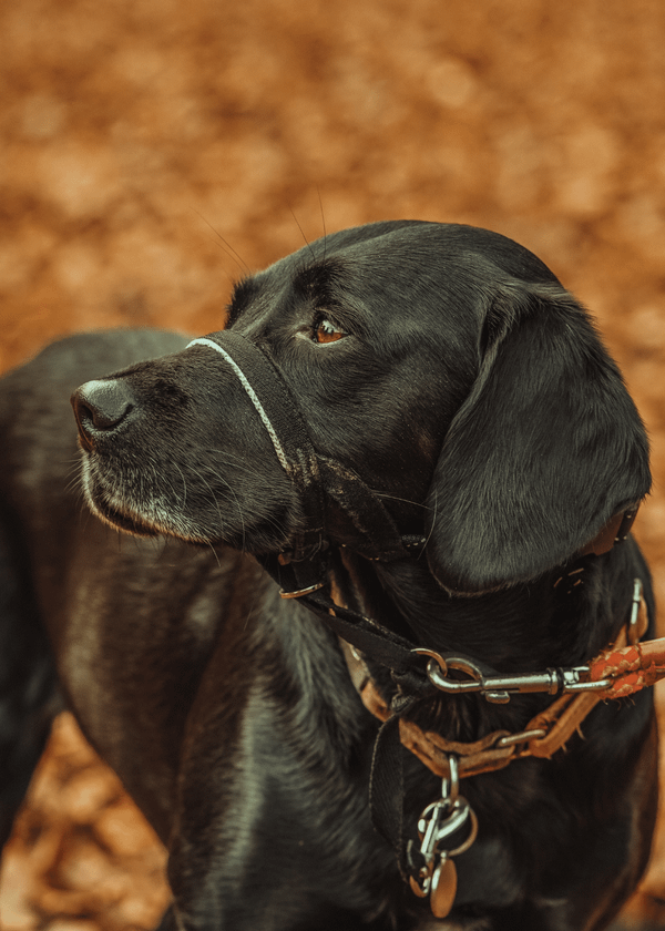 Best Leash For Dogs That Pull Secrets Revealed