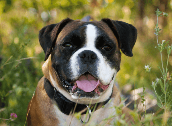 The Best Dog Dewormer for a 
Healthy Worm Free Pooch