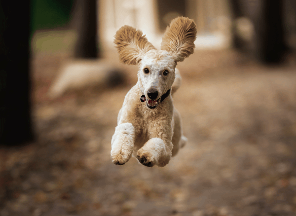 The Truth About Glucosamine For Dogs - All You Need To Know