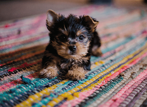 When Is It Time to Stop Using Puppy Pads?