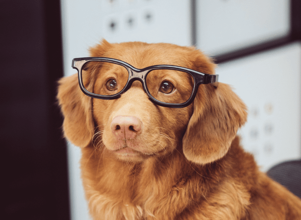 The Science Behind Why Dogs Shed So Much