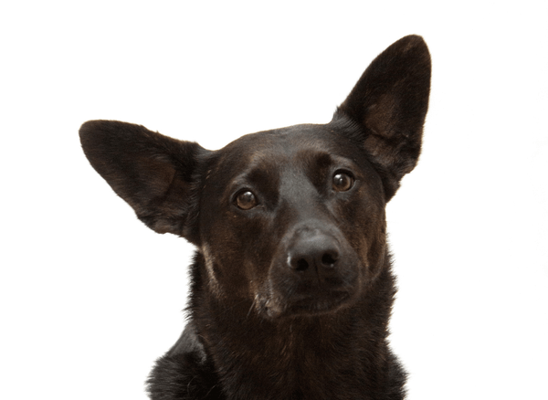 How To Clean Your Dog's Ears Safely and Effectively