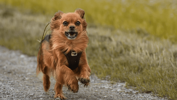 Should I Take My Dog’s Harness Off at Night?