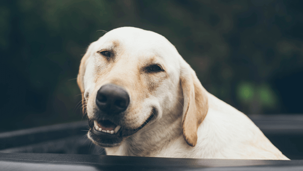 How to Choose the Right Brush for Shedding Dogs