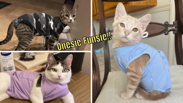 5 Cat Onesie Recovery Suits: Pamper Your Kitty In Style!