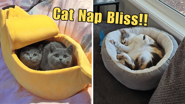 Cozy Up with Your Kitty: The Ultimate Guide to Cat Beds