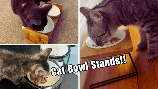 Meow-gical! 7 Cat Bowl Stands You'll Fall in Love With
