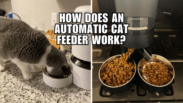 A Cat Owner's Guide to Automatic Feeders: How Does It Work?