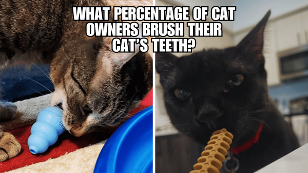 Shocking Stats: Cat Teeth Brushing at an All-Time Low!