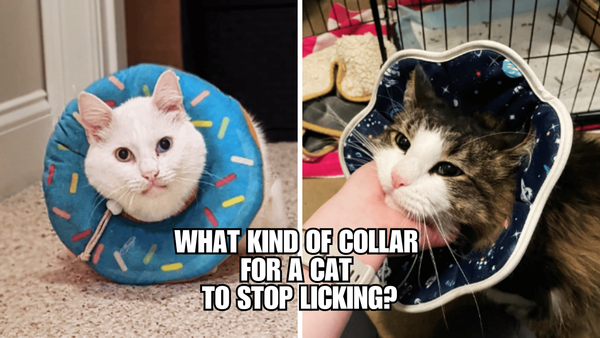 Lick-Free Zone: Cat Collars to Ensure a Smooth Recovery