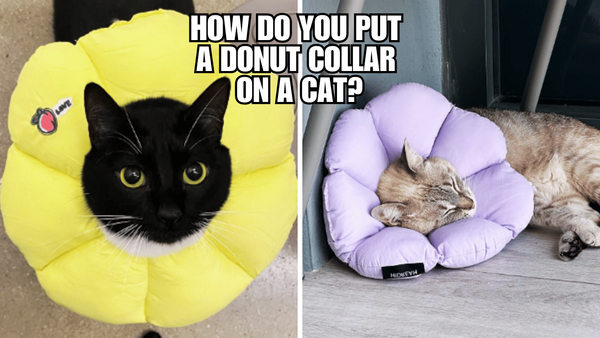 Caring for Your Cat Post-Surgery: Donut Collar Edition
