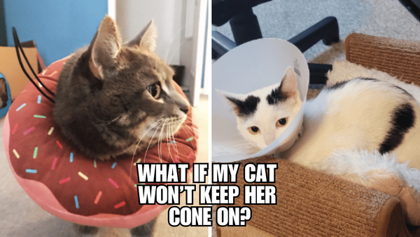 Cone Wars: Tips to Win the Battle with Your Cat!