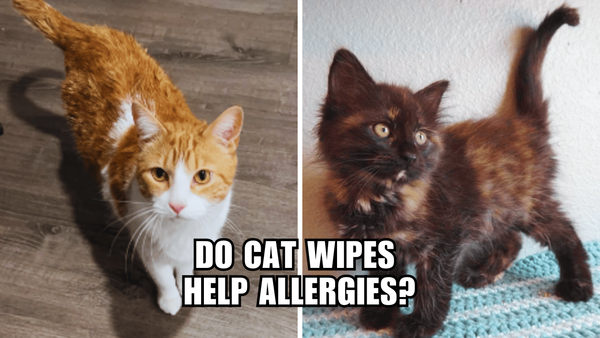 Cat Wipes: The Secret Weapon Against Allergies