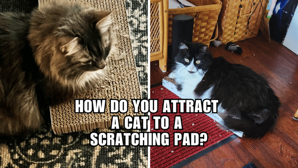 The Purr-fect Ways to Lure Your Cat to a Scratch Pad!