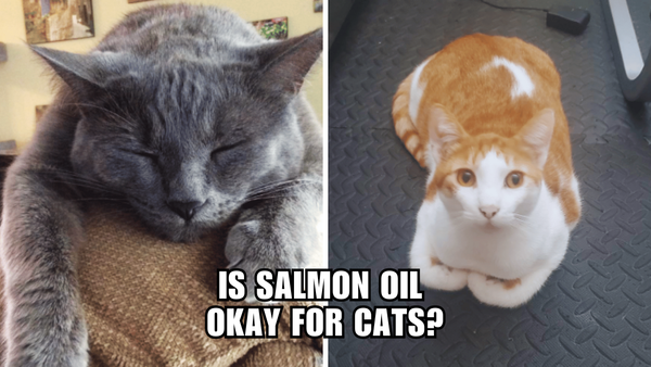 From Fish to Feline: The Lowdown on Salmon Oil