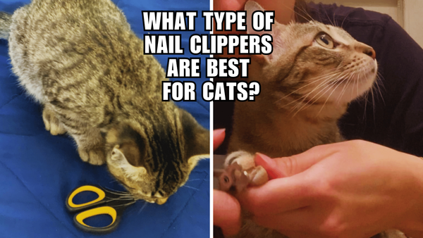 Clip, Trim, Meow: The Ultimate Cat Nail Clippers Guide