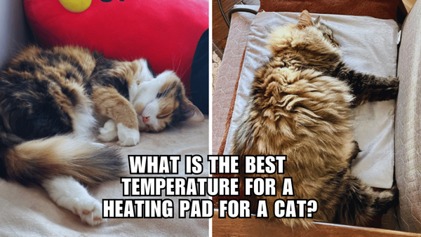 Cozy Cat: Unveiling the Best Heat Levels for Kitty's Pad