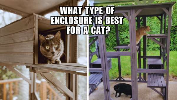 Feline Freedom: The Top Cat Enclosures for Happy Kitties
