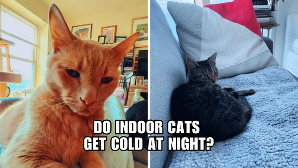 Frosty Felines: Do Indoor Cats Feel the Chill at Night?