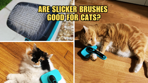 Slicker Brushes: The Cat Lover's Best Kept Beauty Secret