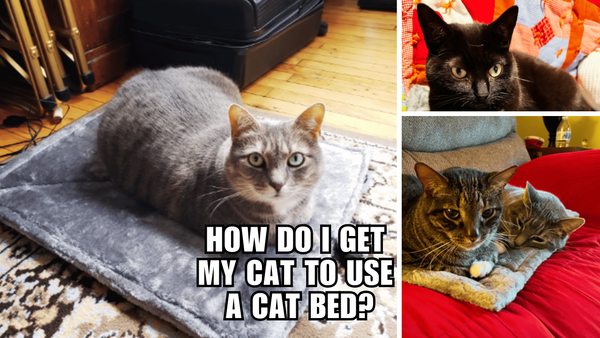 Cat Bed Chronicles: A Pur-fect Guide to Luring Your Kitty In