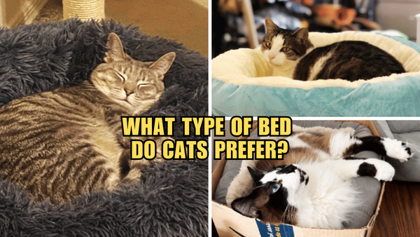 Beds that Rule Feline Dreams: Which Style Reigns Supreme?
