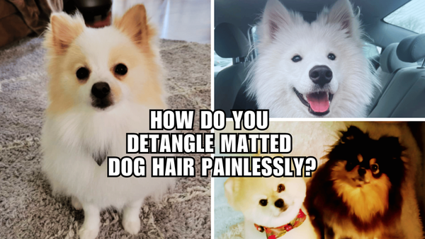 Tangled Up? How Do You Detangle Matted Dog Hair Painlessly?