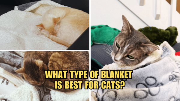 Blanket Bliss: What Type Of Blanket Is Best For Cats?