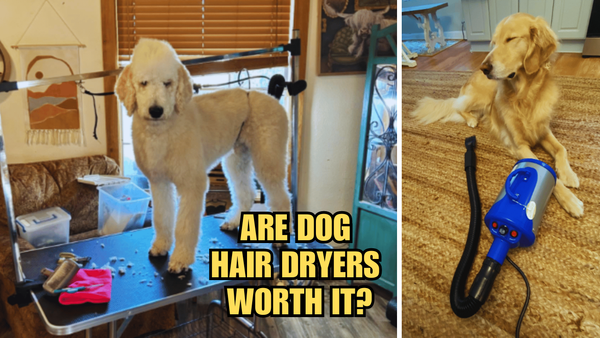 Unleash the Fluff: Are Dog Hair Dryers Worth It?