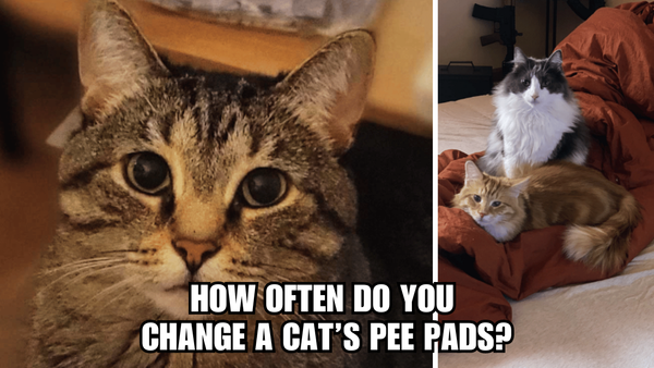 Pee Pad Puzzle: How Often Do You Change A Cat's Pee Pad?