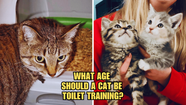Cat vs. Commode: What Age Should A Cat Be Toilet Trained?