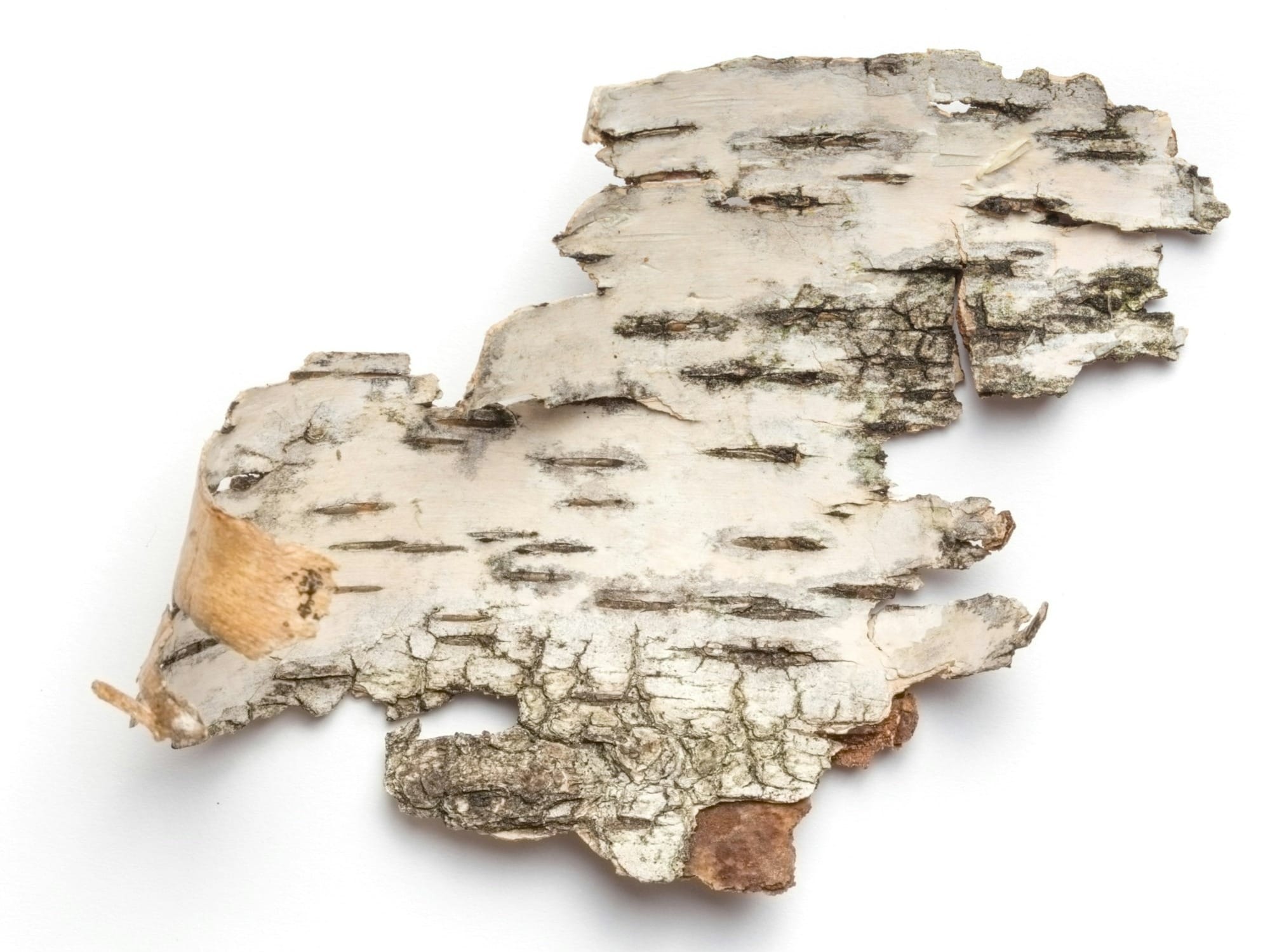 gray cutout bark