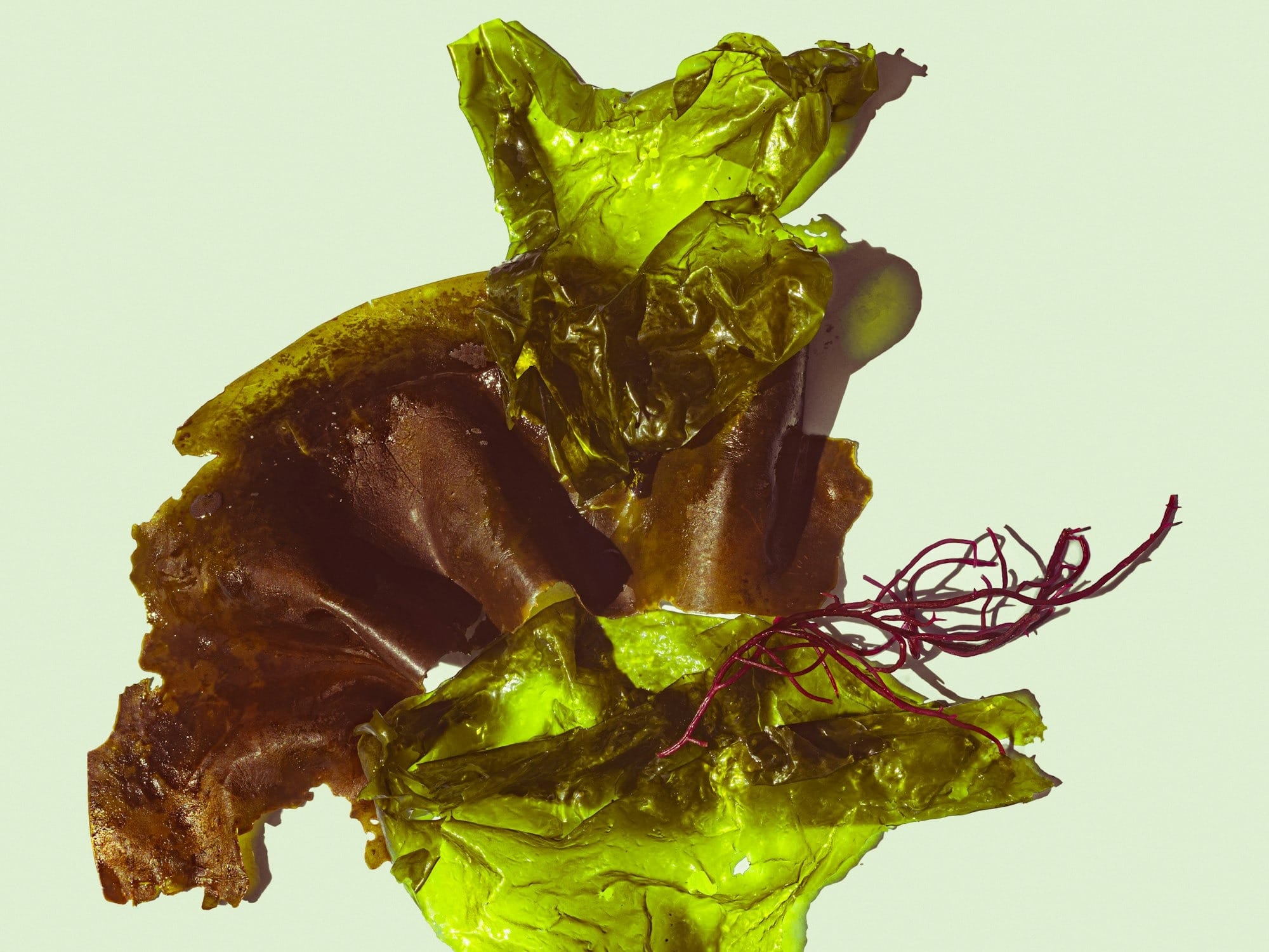 a close up of lettuce on a white background