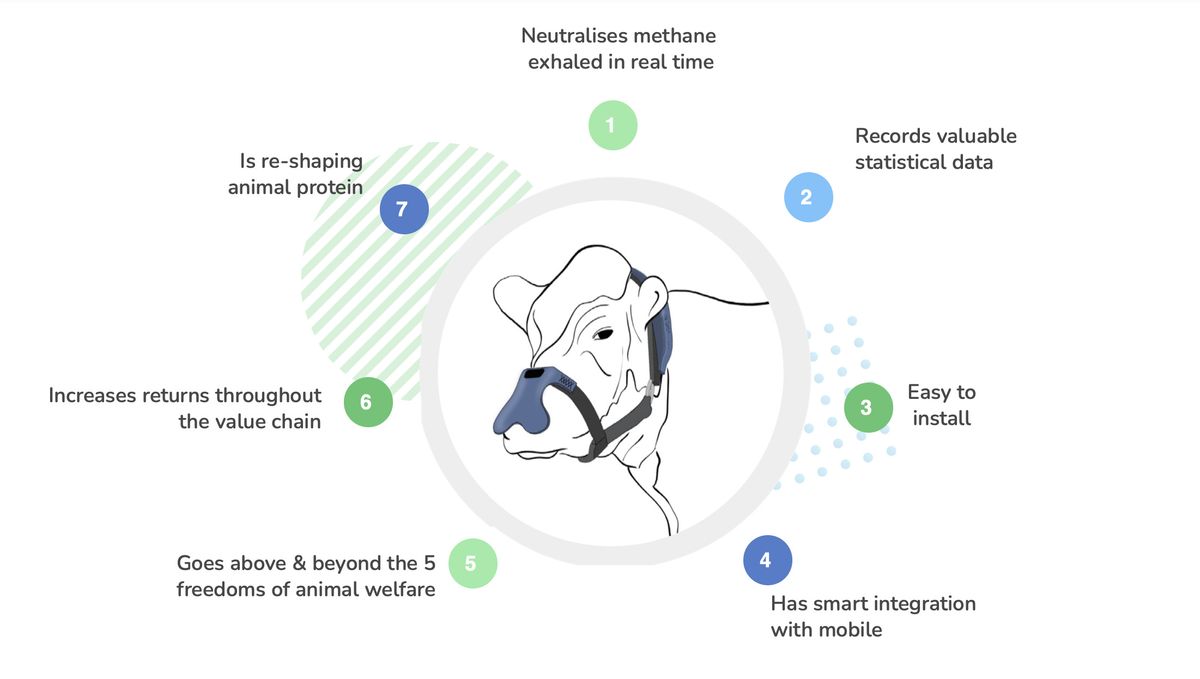 Cow masks to cut methane