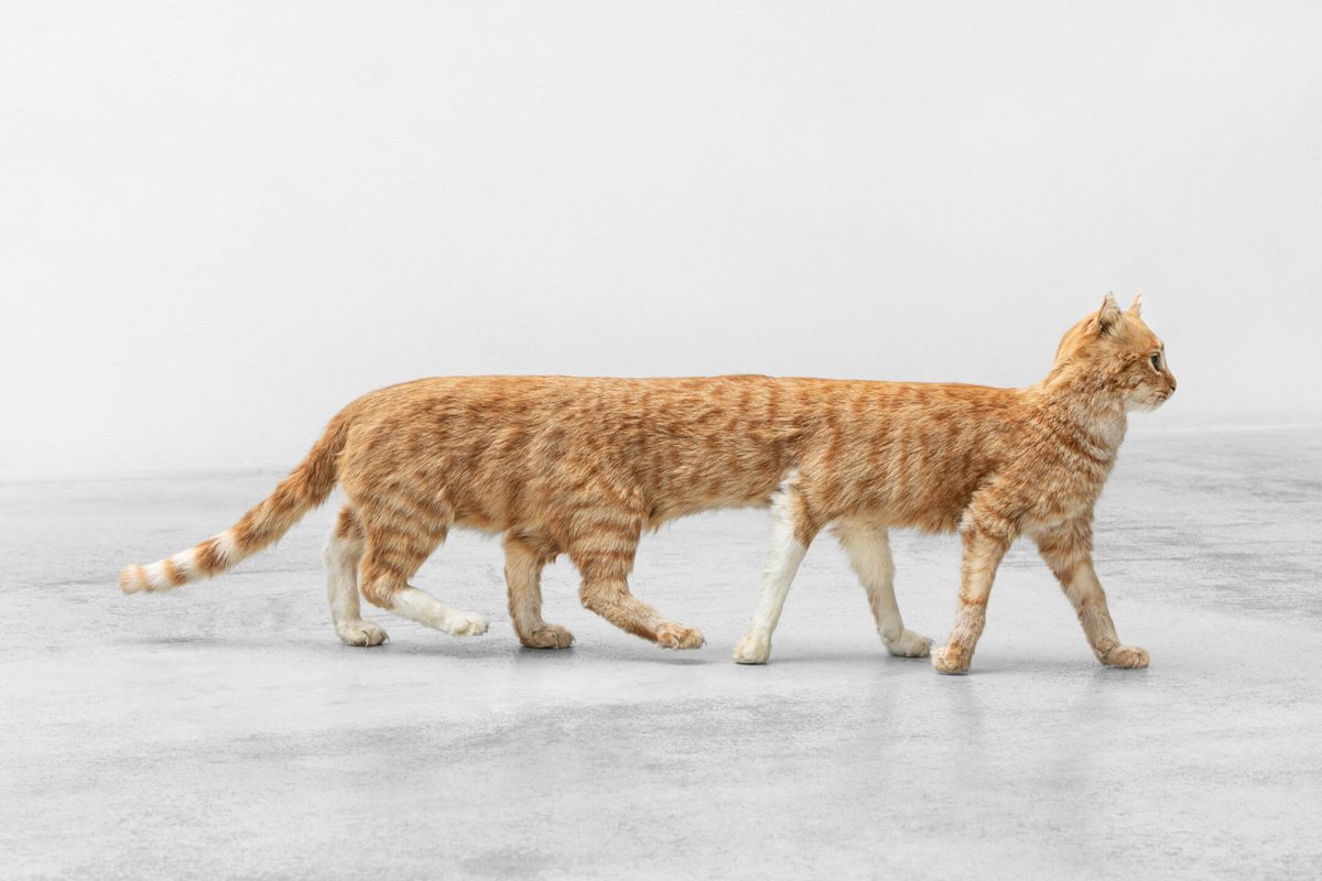 Herding Cats towards Regenerative Business