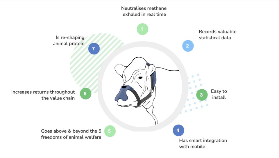 Cow masks to cut methane