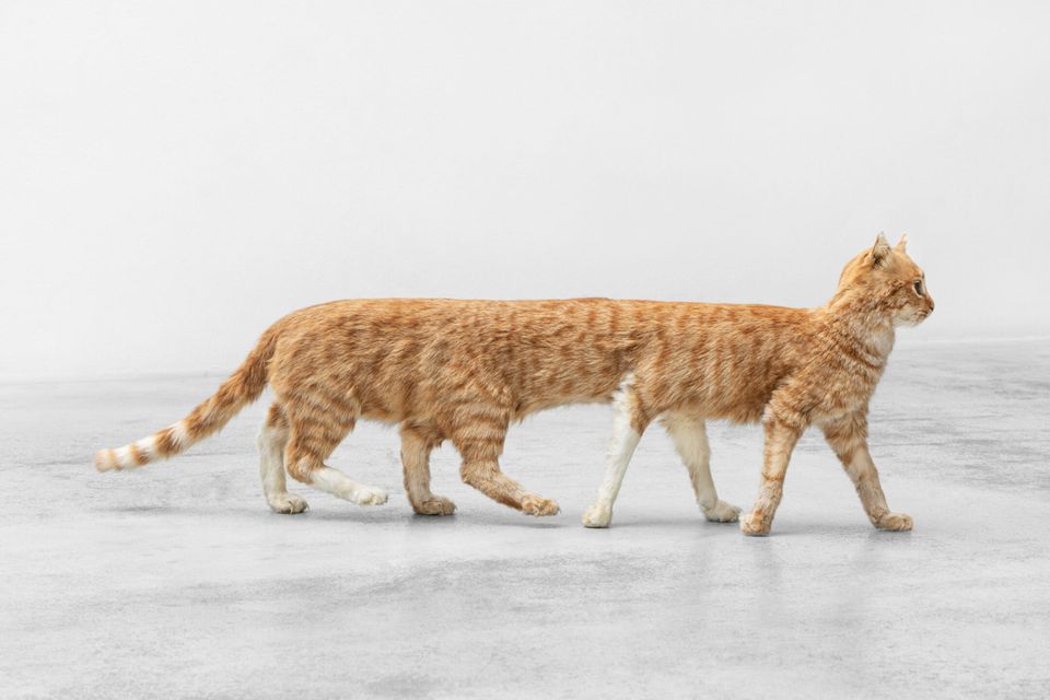 Herding Cats towards Regenerative Business