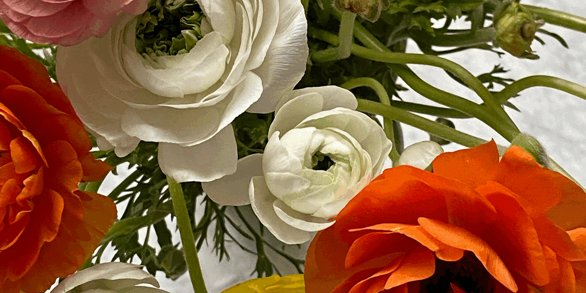 Tai Ji Quan style Yang enchainement                                1ere partie et 2e partie