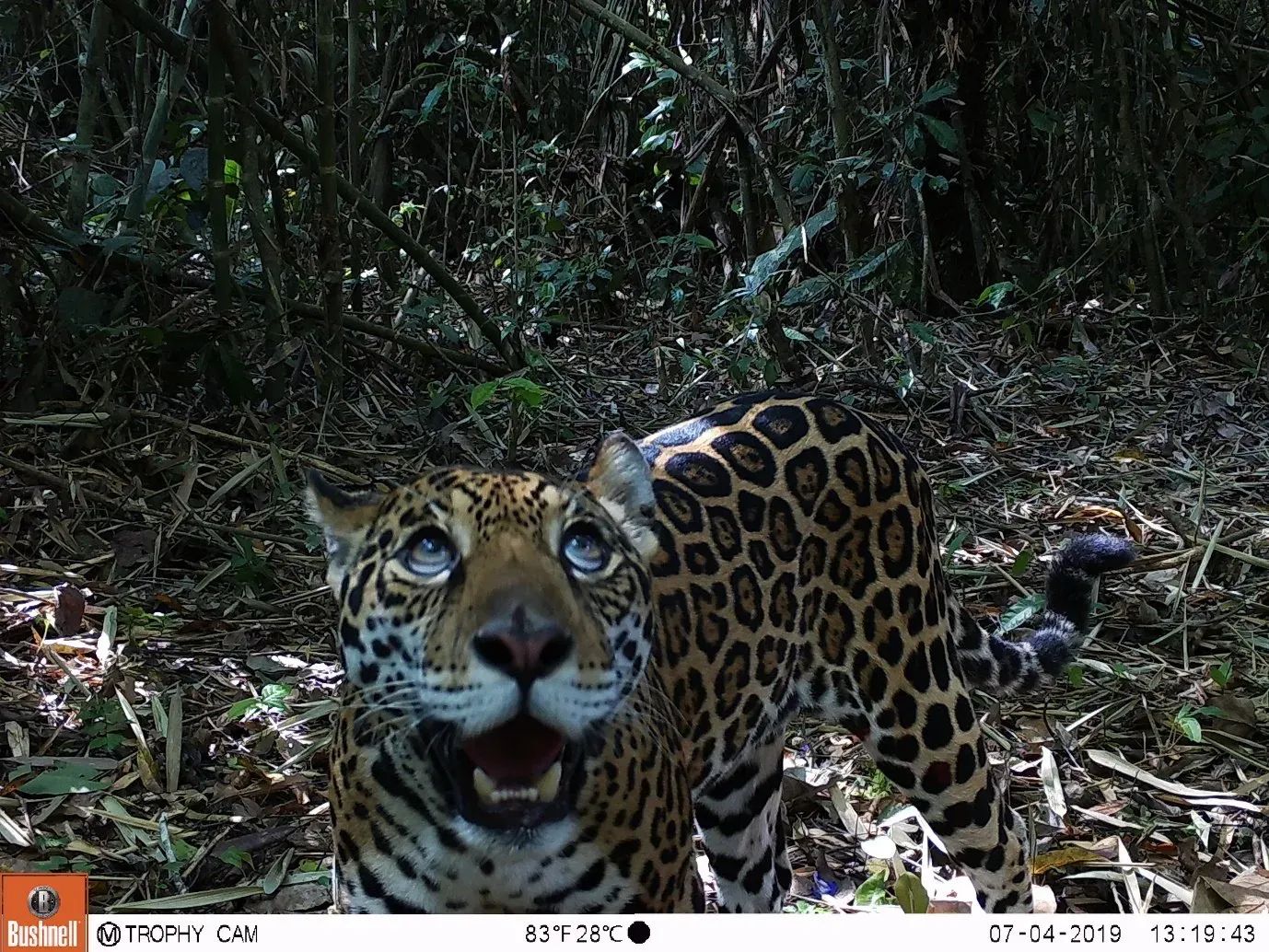 La grazia, coses gracioses i altres que no tant.Newsletter 26/04/2026