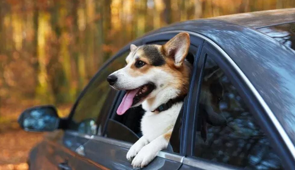 What vets want you to know about traveling with your dog this summer