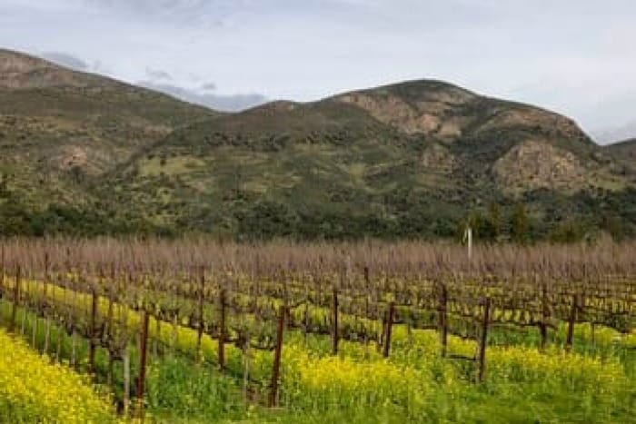 Stags Leap Wine Cellars Acquires Arcadia Vineyard