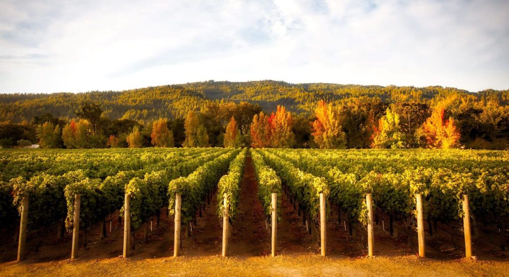 IWSR: Wine’s Structural Decline Linked to Changes in Consumption Patterns post image