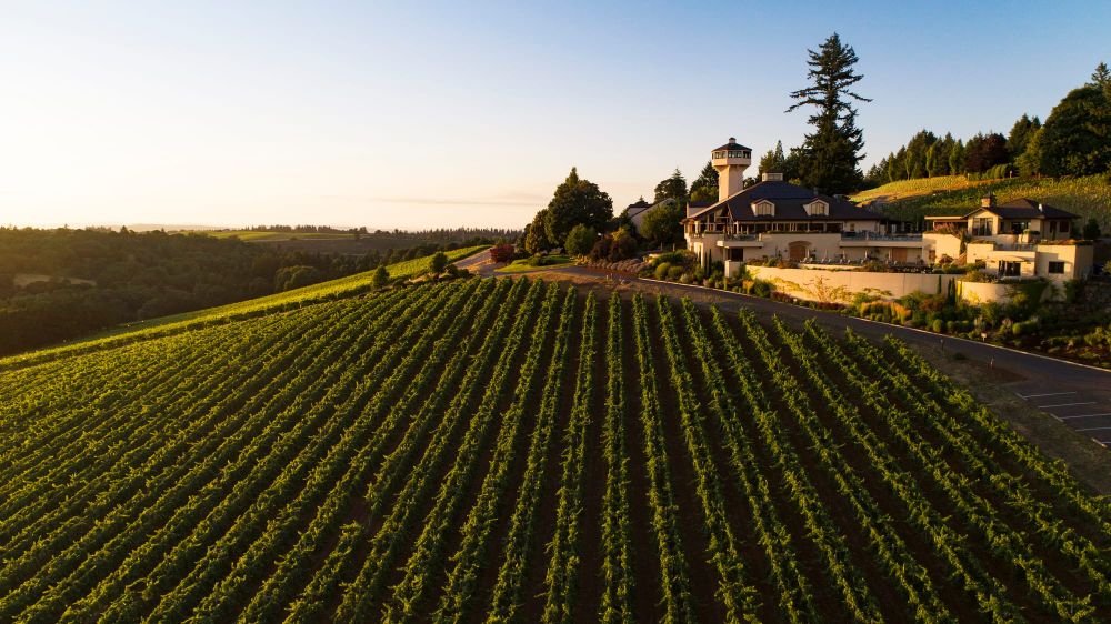 Willamette Valley Vineyards Sales Fall, 1Q Net Loss Widens post image