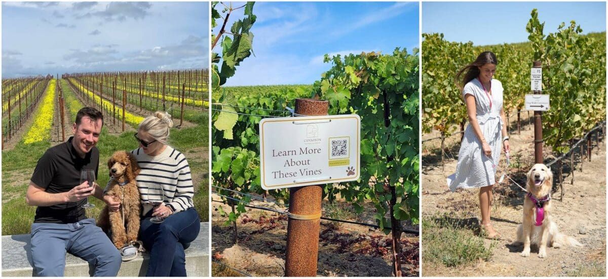 Cuvaison Winery Debuts New Wine Tails Trail