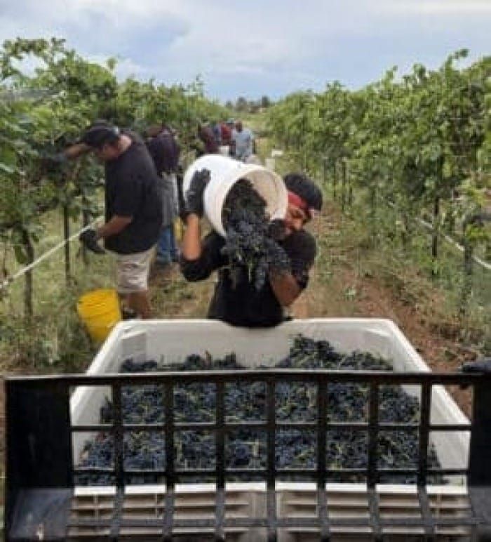 An Arizona  Harvest Where the Grapes Refused to Follow the Rules