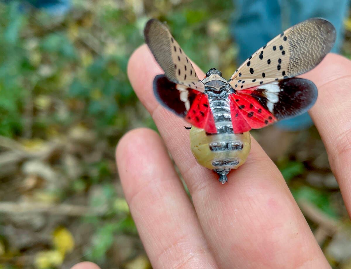 Spotted Lanterfly Threatens Ontario Viticulture